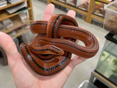 FullSizeRender