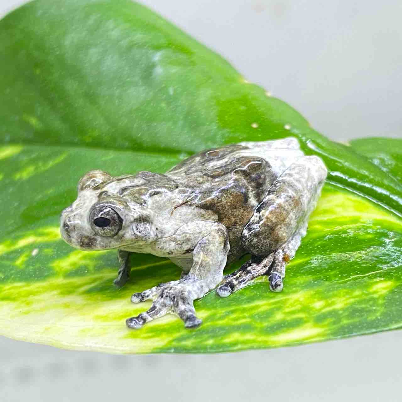 水タンクアクセサリー 角質のカエルの亀のダブルルームのヴィラ浴槽透明パティオ池水族館バスキングプラットフォームの装飾爬虫類両生類の生息地ケージ 水槽のクリーニング用品 Color White 新しい