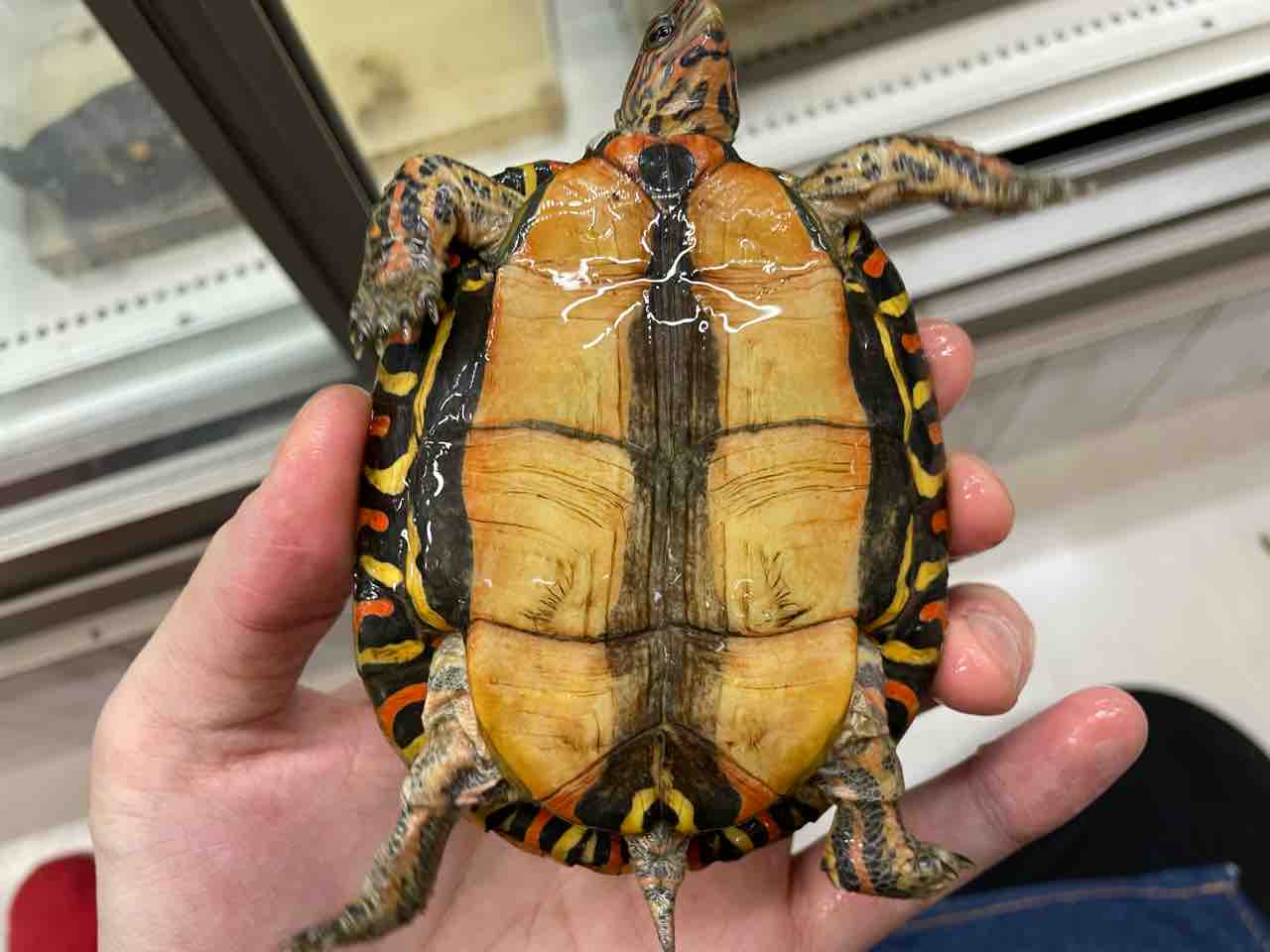 新着２fニカラグア便 インドネシア便 爬虫類倶楽部