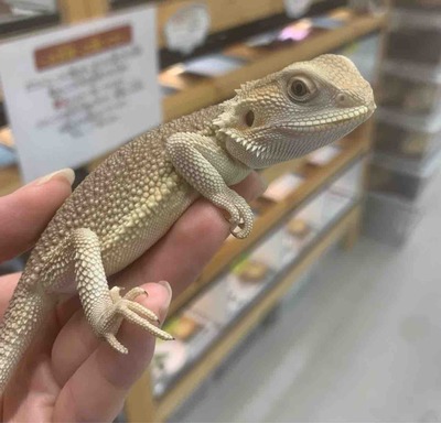 FullSizeRender
