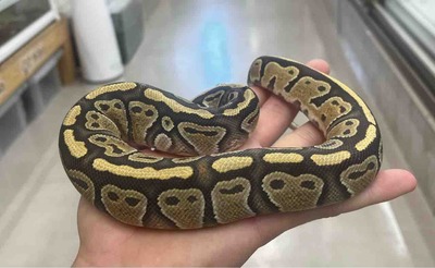 FullSizeRender