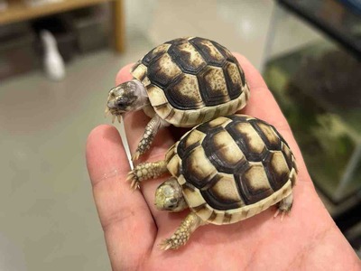 FullSizeRender