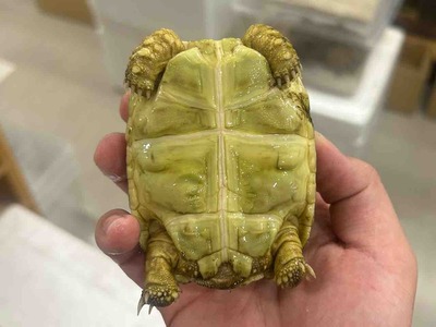 FullSizeRender
