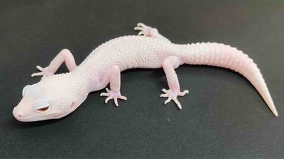 FullSizeRender