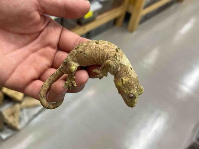 FullSizeRender