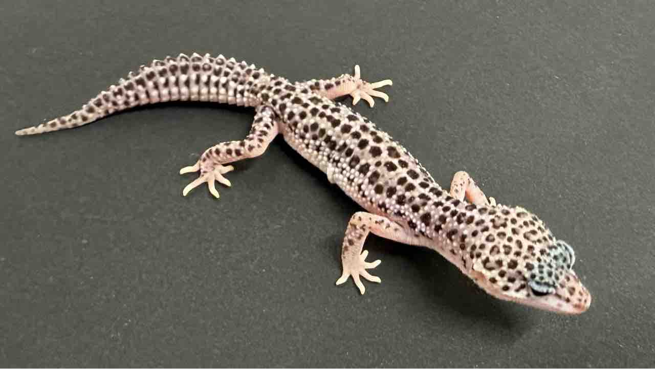 爬虫類ケージ　レオパ ニシアフ 爬虫類ケージ(レイアウト済み品)(レオパ ニシアフ) - メルカリ