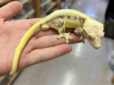 FullSizeRender