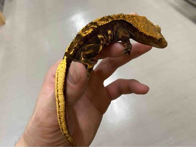 FullSizeRender
