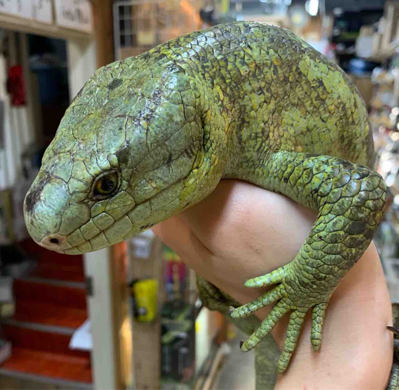 オマキトカゲ入荷 その他ヤモリ 爬虫類倶楽部 オマキトカゲ入荷 その他ヤモリ 爬虫類倶楽部