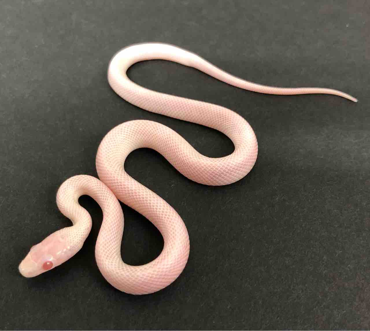 3f新入荷 コーンスネークやローソン グリーンパイなど 爬虫類倶楽部 3f新入荷 コーンスネークやローソン グリーンパイなど 爬虫類倶楽部
