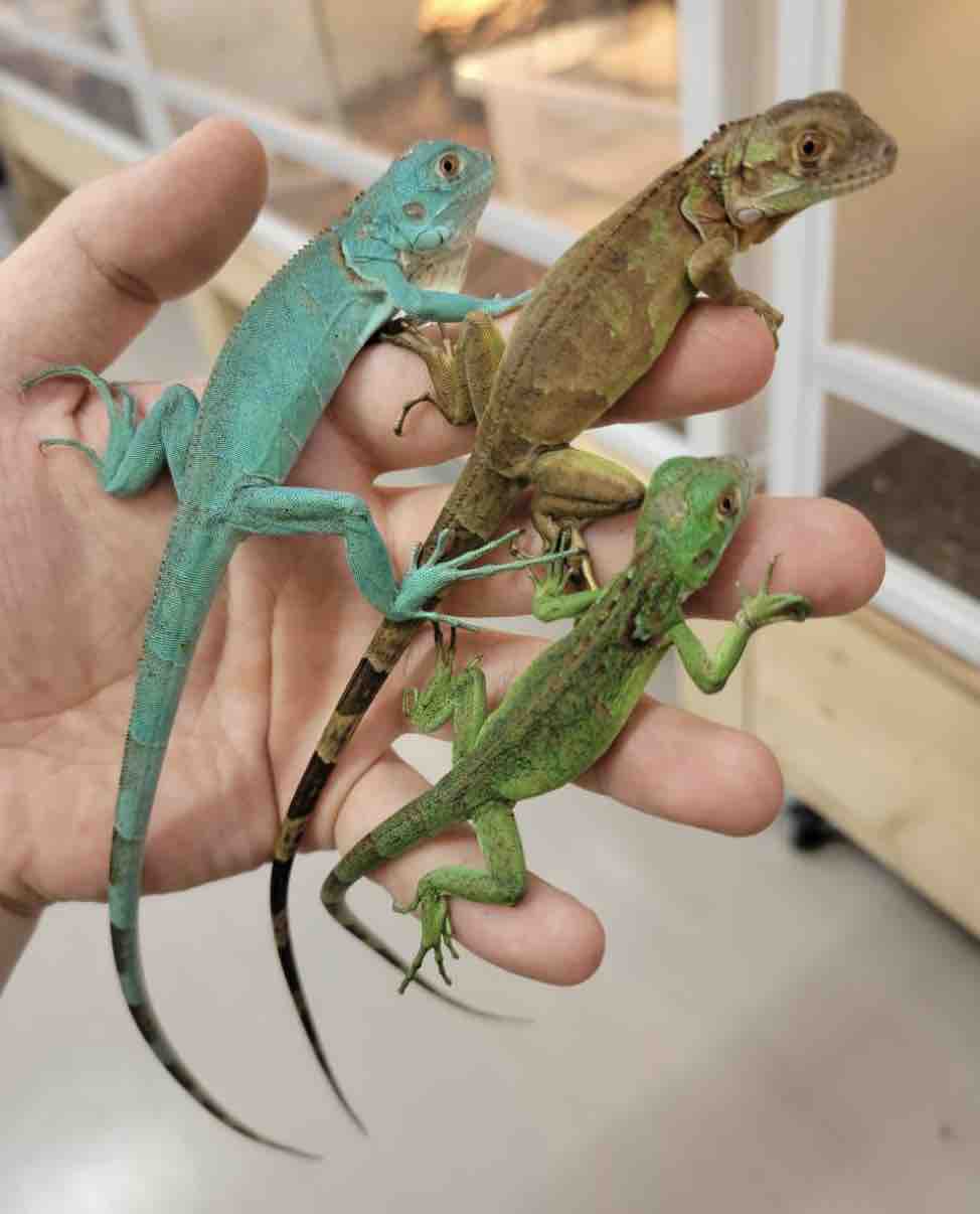 2F新着新子ベビーのグリーンイグアナ、フトアゴヒゲトカゲなど 2F新着新子ベビーのグリーンイグアナ、フトアゴヒゲトカゲなど