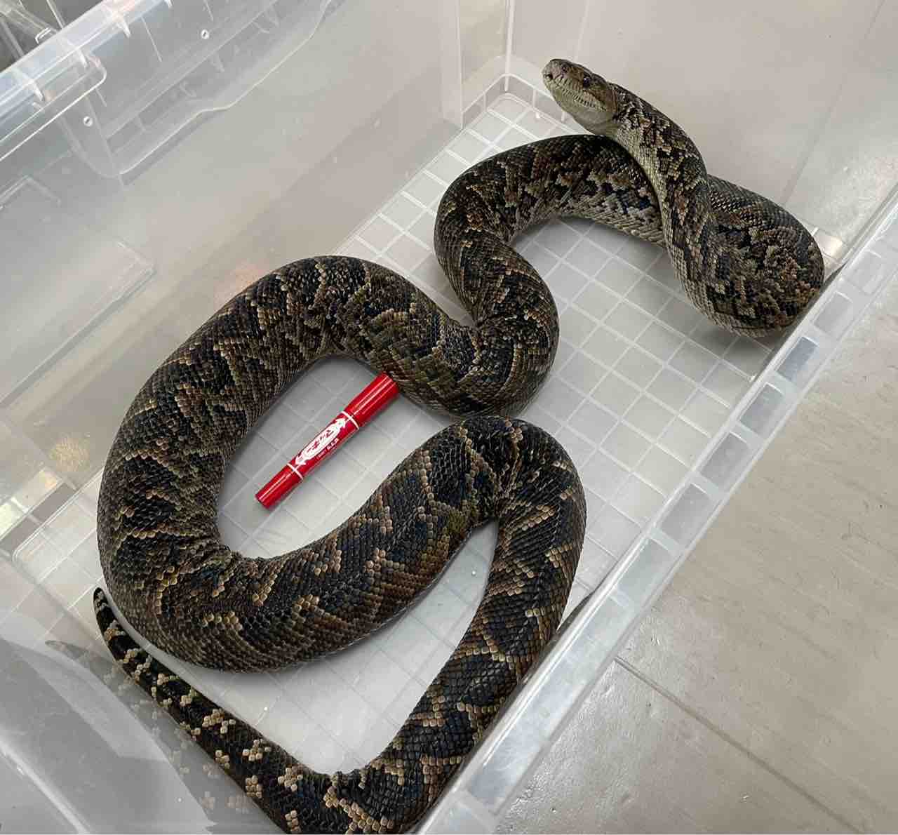 ドイツ便入荷 爬虫類倶楽部 ドイツ便入荷 爬虫類倶楽部