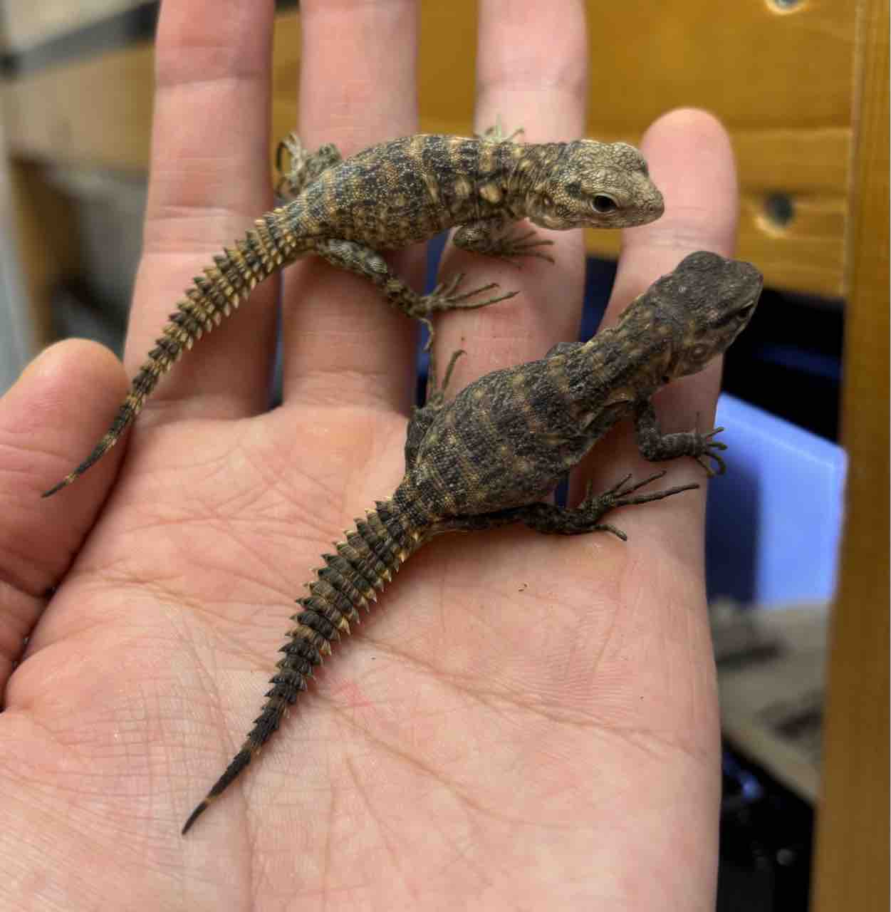 3Fトカゲ新入荷♫ : 爬虫類倶楽部