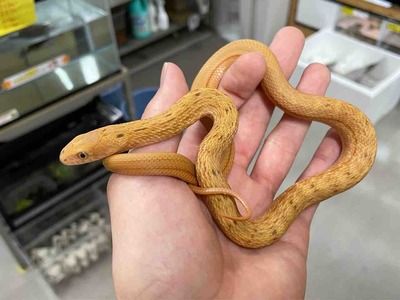 FullSizeRender