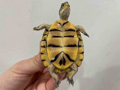 FullSizeRender