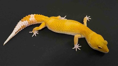 FullSizeRender