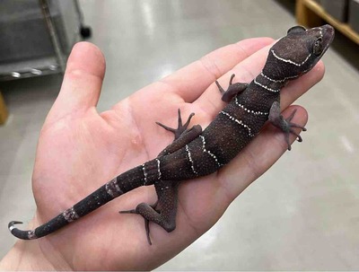 FullSizeRender
