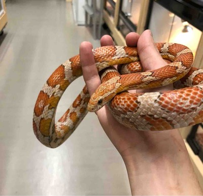 FullSizeRender