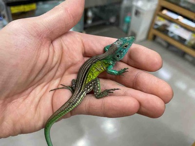 FullSizeRender