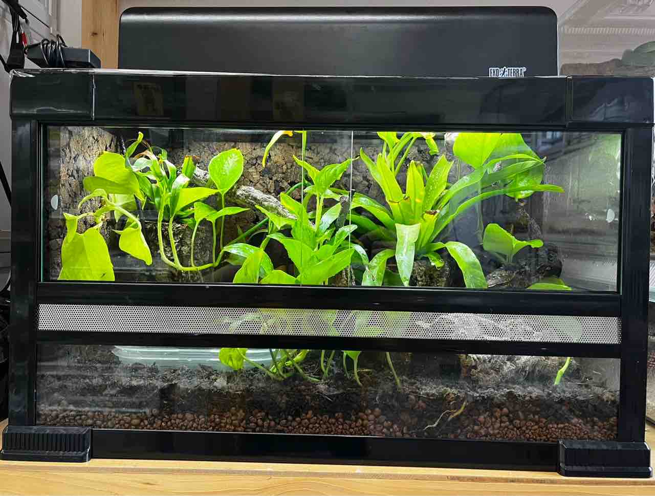 来たぜ!マダガスカル便! : 爬虫類倶楽部 来たぜ!マダガスカル便! : 爬虫類倶楽部