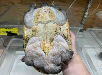 FullSizeRender
