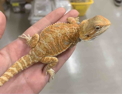 FullSizeRender