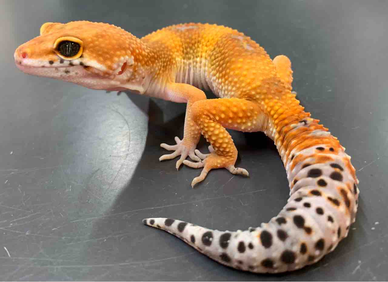 レオパ 新入荷 : 爬虫類倶楽部