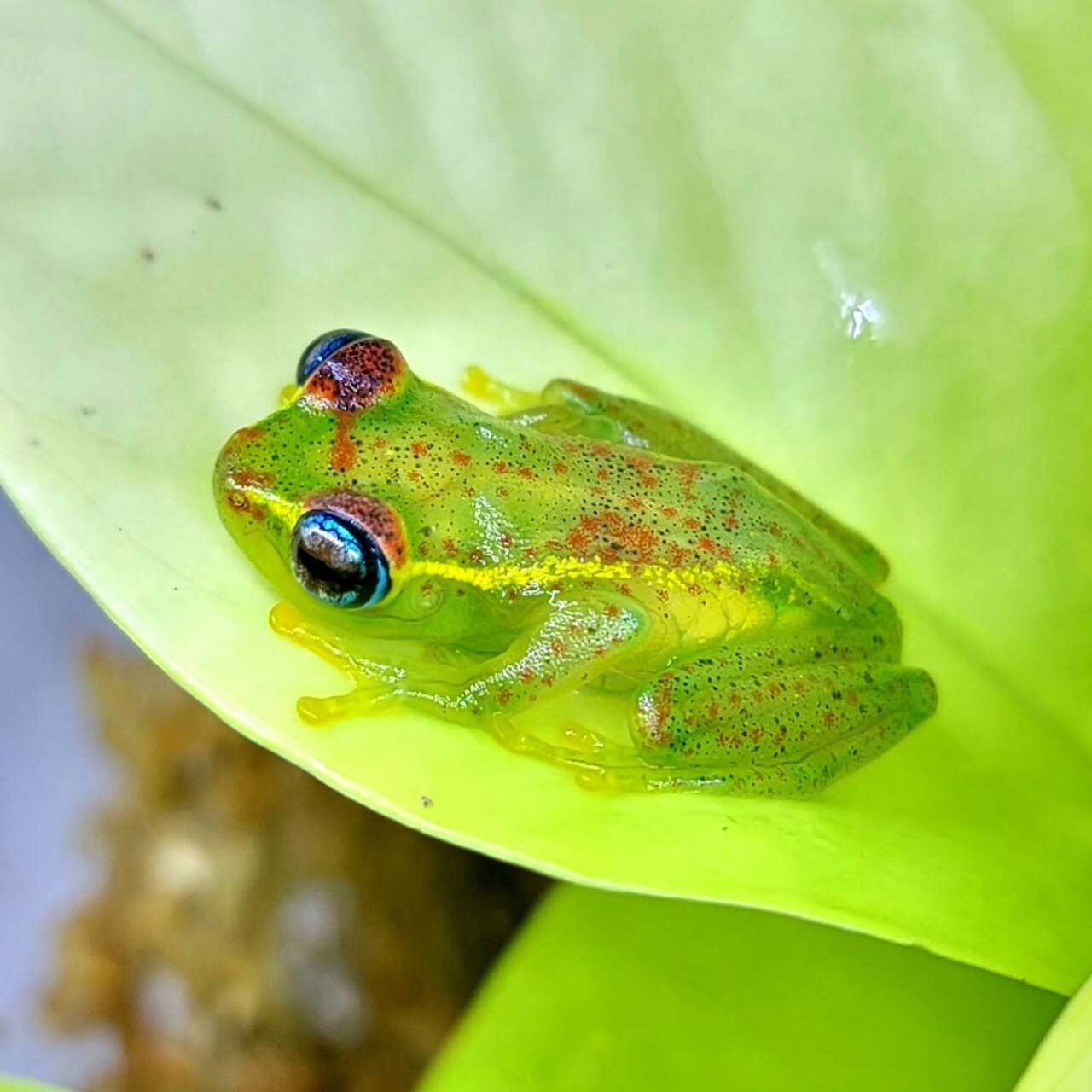 まちカエル 1階 両生類 待ちに待ったマダガスカル便 : 爬虫類倶楽部