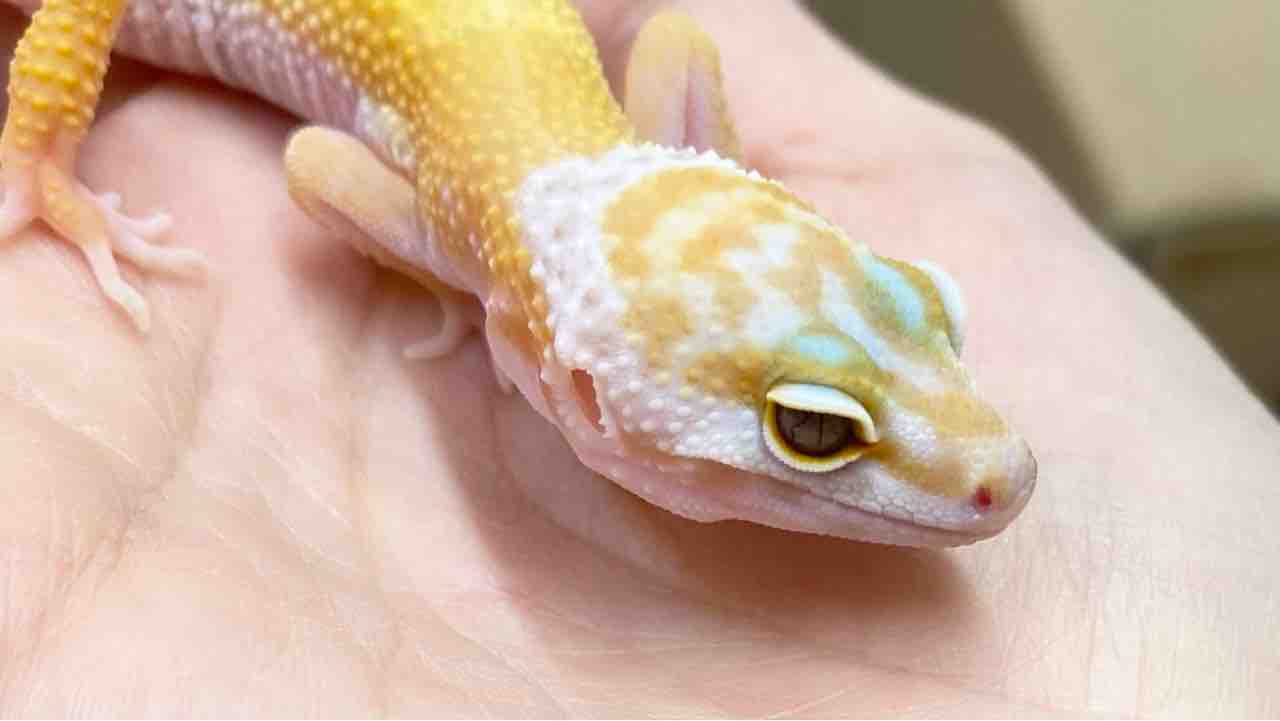 レオパ】新着+スタッフおすすめ個体5選！！ : 爬虫類倶楽部