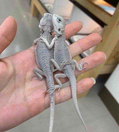 FullSizeRender
