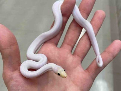 FullSizeRender