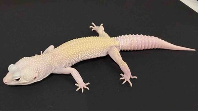 FullSizeRender