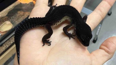 FullSizeRender