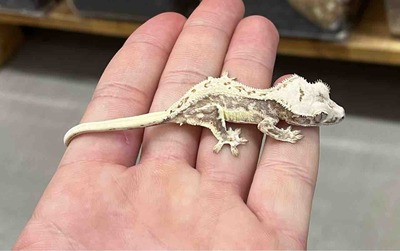 FullSizeRender
