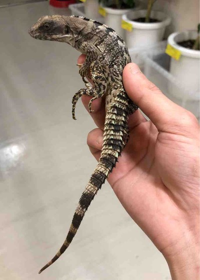 FullSizeRender