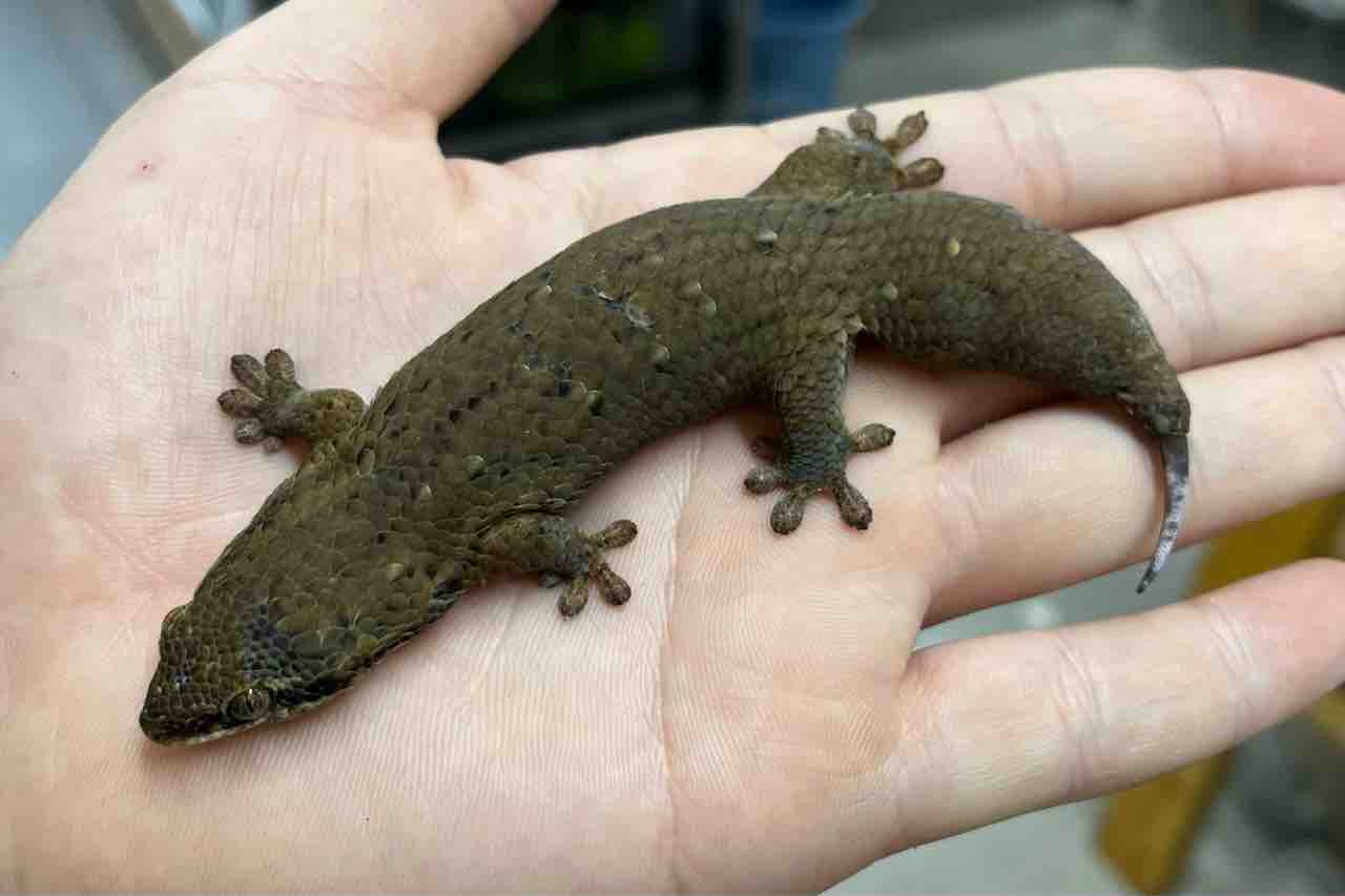 マダガスカル便に1点物多数入荷!!! : 爬虫類倶楽部 マダガスカル便に1点物多数入荷!!! : 爬虫類倶楽部