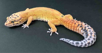FullSizeRender