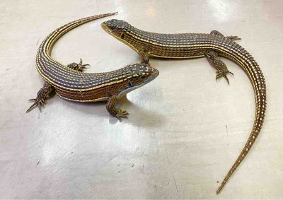 FullSizeRender