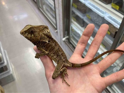 FullSizeRender