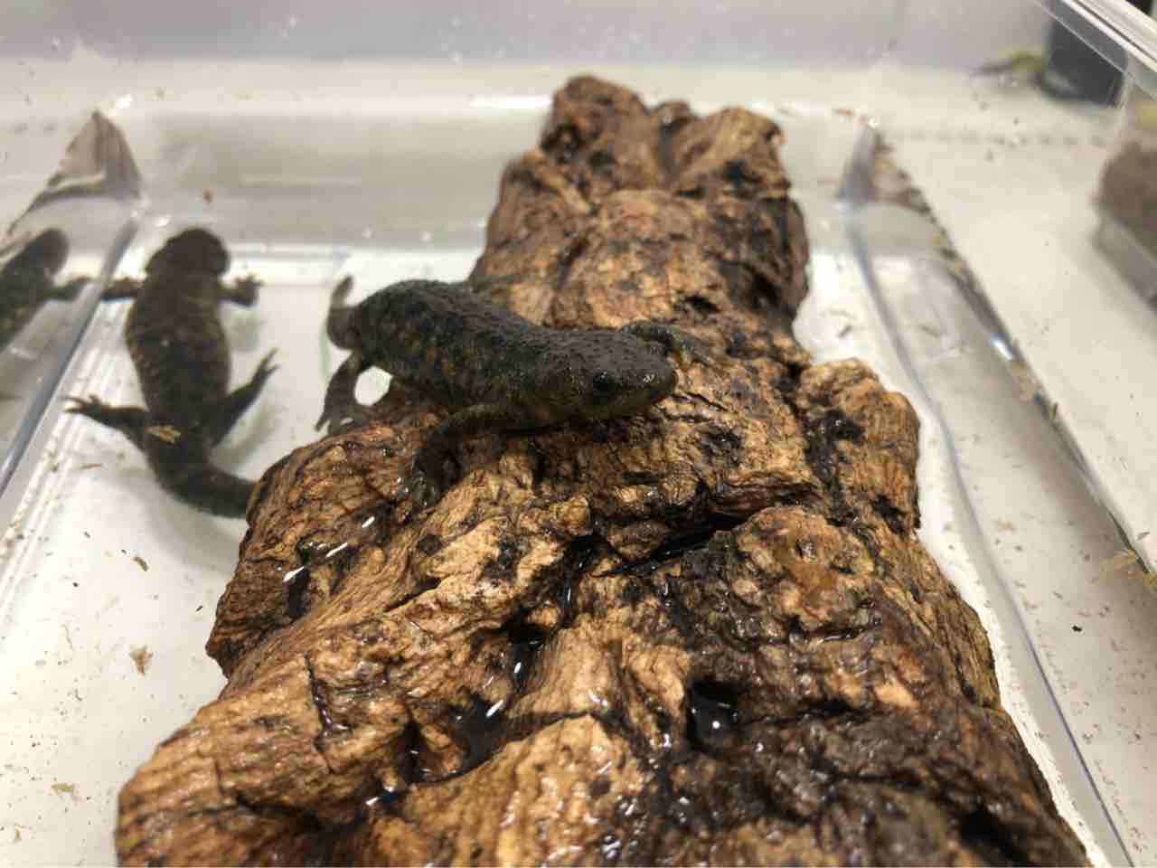 1階両生類新着 爬虫類倶楽部 1階両生類新着 爬虫類倶楽部