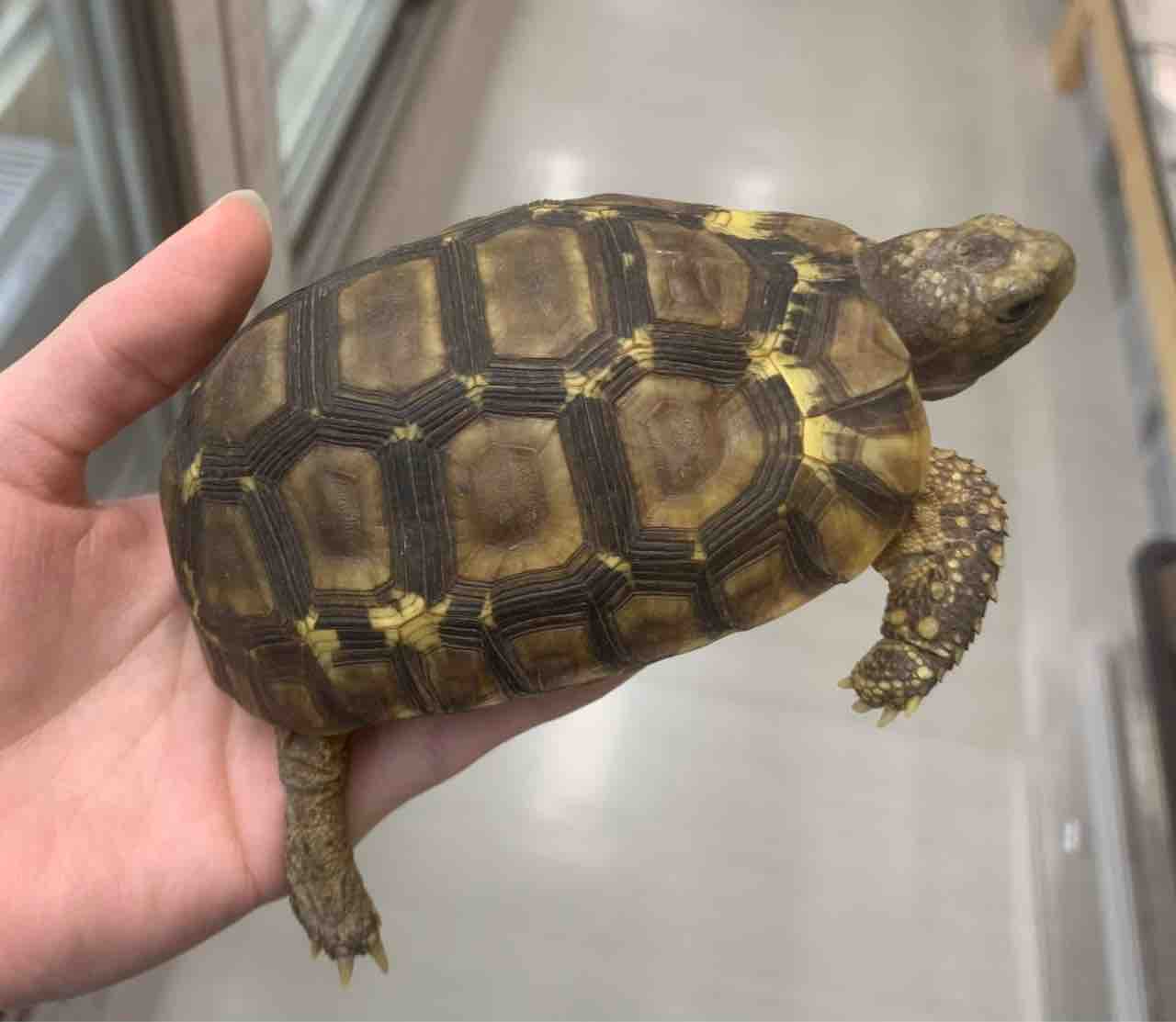 リクガメ新着 爬虫類倶楽部