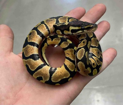 FullSizeRender