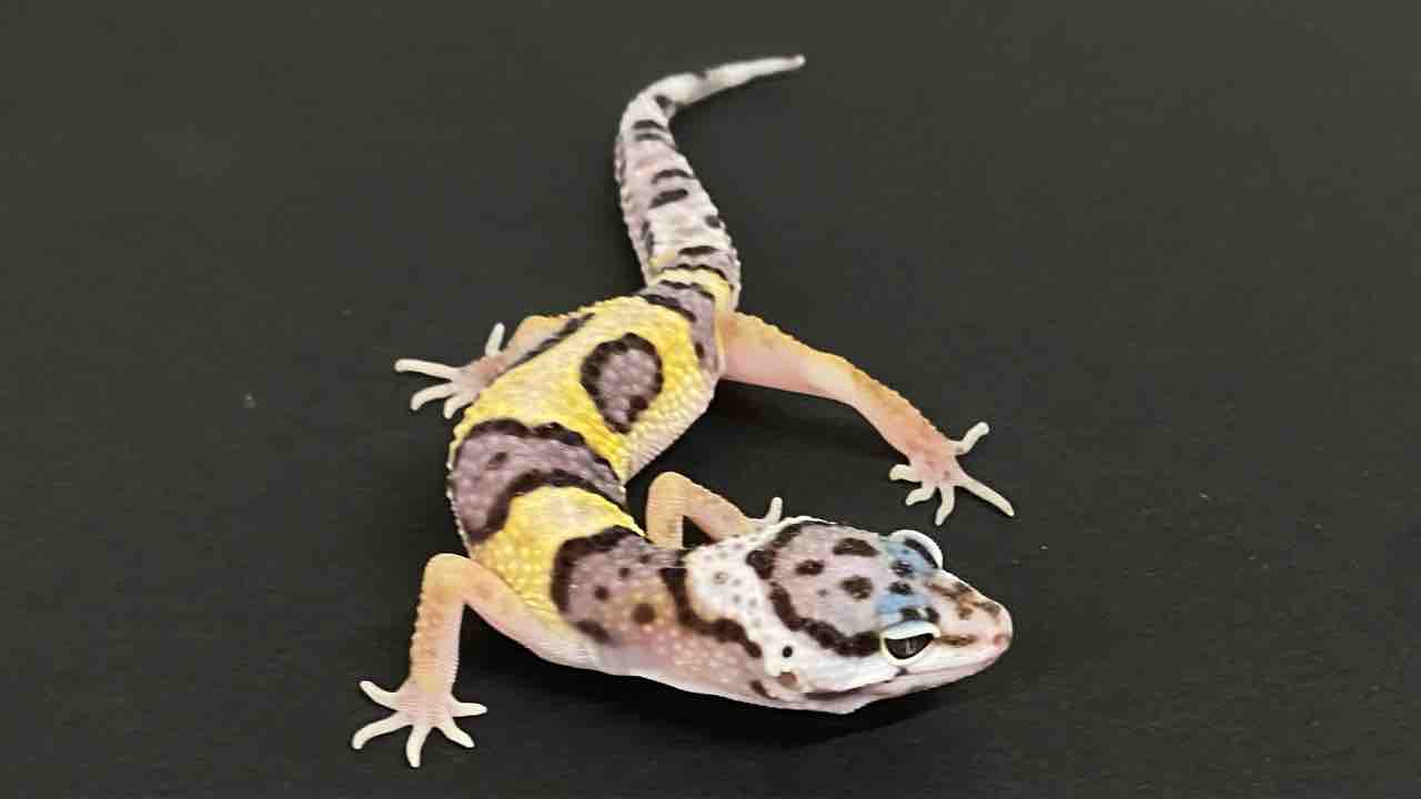 レオパ新着】ジョンマック&スティーブ便+α : 爬虫類倶楽部