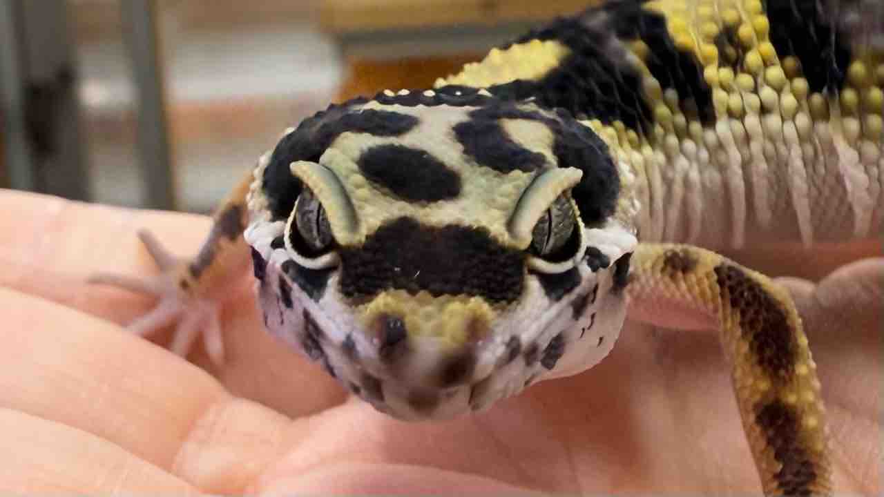 レオパ愛好家 レオパ愛好家 レオパ