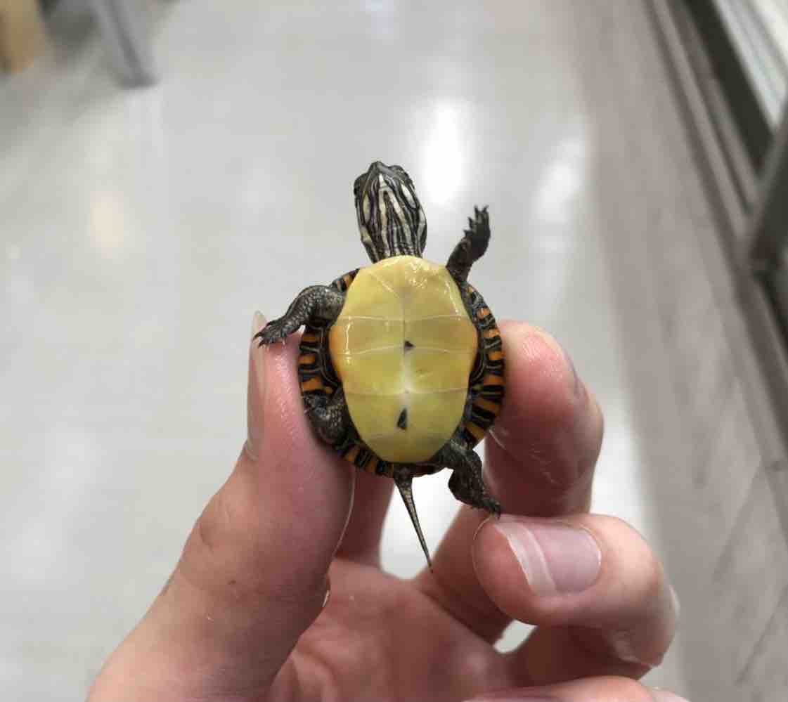 ２f新着入荷です 爬虫類倶楽部