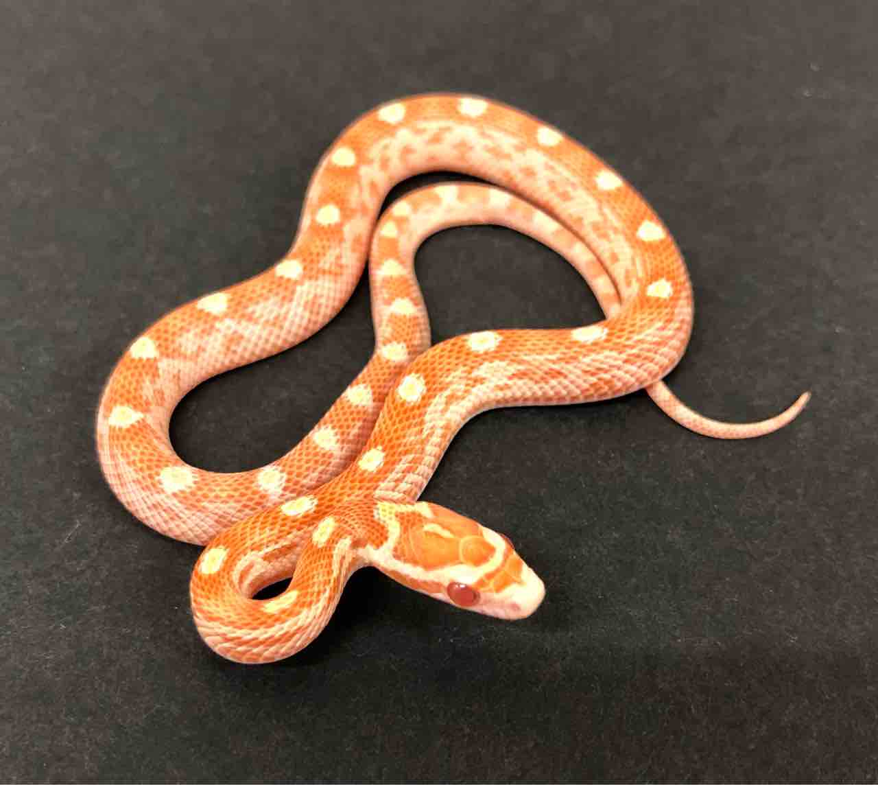 3F新入荷! コーンスネークやローソン、グリーンパイなど！ : 爬虫類