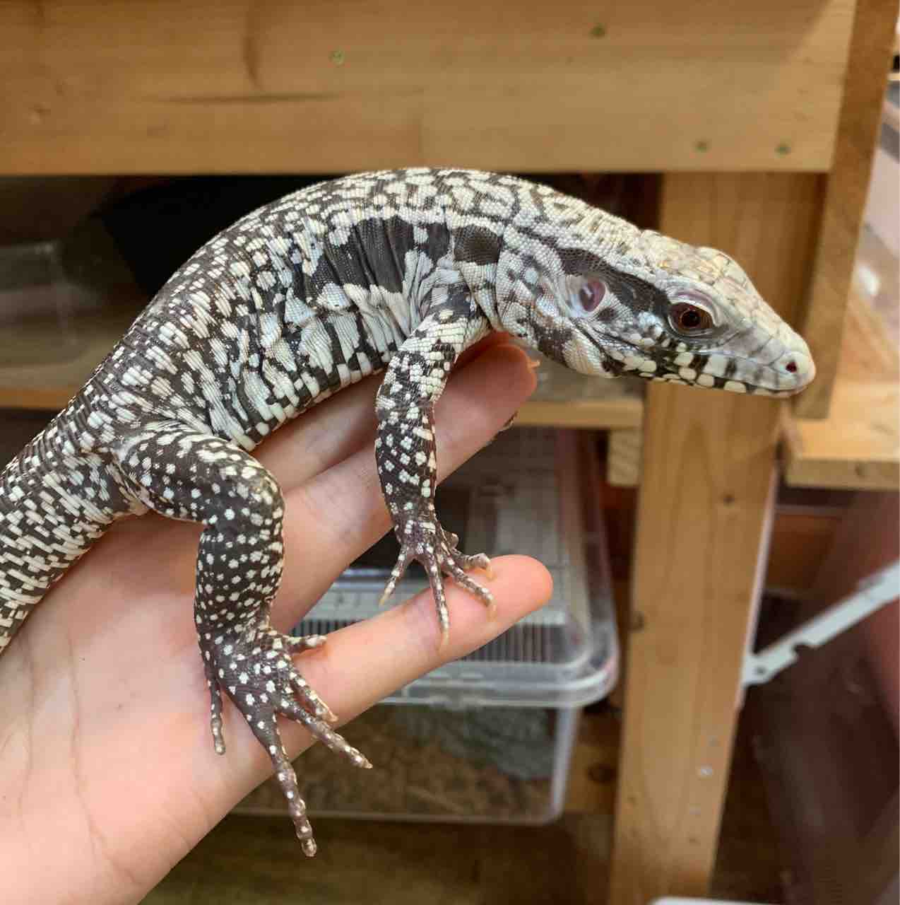 テグー入荷と在庫紹介 爬虫類倶楽部