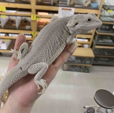 FullSizeRender