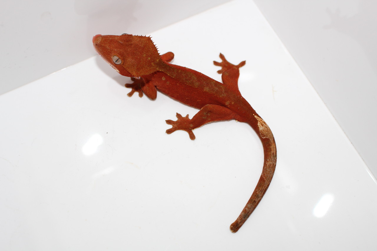 爬虫類倶楽部:【2F新入荷】前回大人気のトカゲふたたび‼1Fもチョイ - 238b6026 爬虫類倶楽部:【2F新入荷】前回大人気のトカゲふたたび‼1Fもチョイ - 238b6026