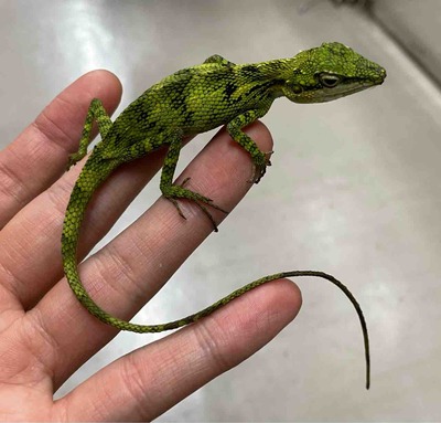 FullSizeRender